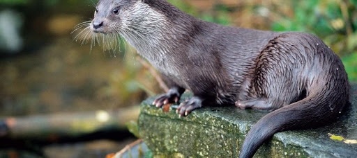 Eurasian Otter